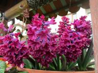 Hyacint východní 'Woodstock' (Hyacinthus orientalis)