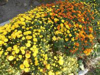 Chryzantéma (Chrysanthemum)