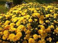 Chryzantéma (Chrysanthemum)