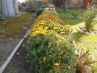 Chryzantéma (Chrysanthemum)