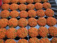 Korálovka andská (Coprosma granadensis)