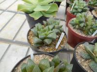 Havortie (Haworthia)