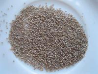 Kosmatec krystalový (Mesembryanthemum crystallinum)