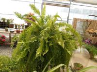 Ledviník (Nephrolepis)