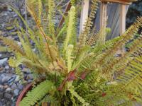 Ledviník (Nephrolepis)