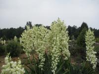 Juka (Yucca)