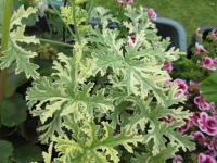 Pelargonie vonná Lady Plymouth (Pelargonium graveolens)