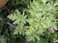 Pelargonie vonná Lady Plymouth (Pelargonium graveolens)