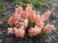 Hyacint východní Gipsy Queen (Hyacinthus orientalis)