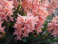 Hyacint východní Gipsy Queen (Hyacinthus orientalis)