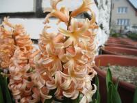 Hyacint východní 'Gipsy Queen' (Hyacinthus orientalis)