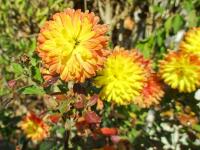 Chryzantéma (Chrysanthemum)