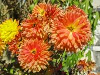 Chryzantéma (Chrysanthemum)