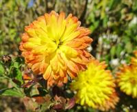 Chryzantéma (Chrysanthemum)