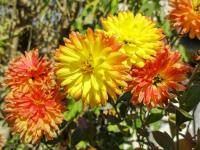 Chryzantéma (Chrysanthemum)