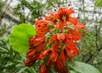 Greja jihoafrická (Greyia sutherlandii)