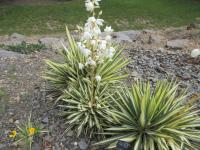 Juka plihá 'Golden Sword' (Yucca flaccida)