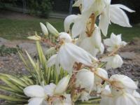Juka plihá 'Golden Sword' (Yucca flaccida)