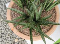 Sanseviera (Sansevieria)