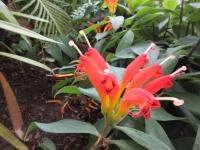 Eschynantus (Aeschynanthus x splendidus)