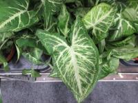 Syngonium 'Arrow' (Syngonium podophyllum)