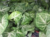 Syngonium 'Arrow' (Syngonium podophyllum)