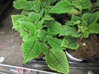 Pilea měkká 'Moon Valley' (Pilea mollis)