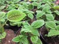 Pilea měkká 'Moon Valley' (Pilea mollis)