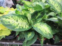 Difenbachie pestrá 'Compacta' (Dieffenbachia seguine)
