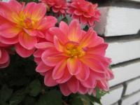 Jiřinka 'Lubega Power Tropical Punch'