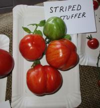 Lilek rajče 'Striped Stuffer' (Solanum lycopersicum)