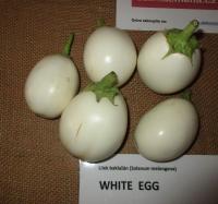 Lilek vejcoplodý 'White Egg' (Solanum melongena)