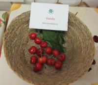 Třešeň ptačí 'Vanda' (Prunus avium)