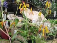 Lachenálie (Lachenalia quadricolor)