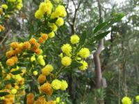 Akácie (Acacia conferta)