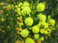 Akácie (Acacia conferta)