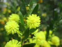 Akácie (Acacia conferta)