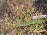 Rosnolist lusitánský (Drosophyllum lusitanicum)