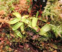 Tučnice obecná česká (Pinguicula vulgaris subsp bohemica)