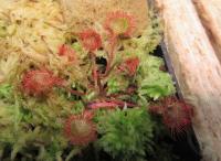 Rosnatka okrouhlolistá