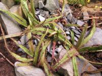 Rosnatka královská (Drosera regia)