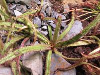 Rosnatka královská