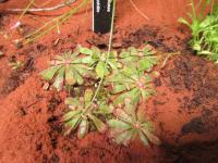 Rosnatka Hamiltonova (Drosera hamiltonii)