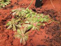 Rosnatka Hamiltonova (Drosera hamiltonii)