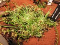 Rosnatka broomenská (Drosera broomensis)