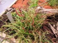 Rosnatka vidličnatá (Drosera binata)