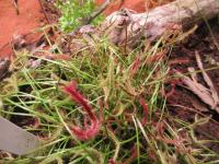 Rosnatka vidličnatá (Drosera binata)