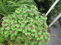 Šťavel Deppeův Iron Crosh (Oxalis deppei)