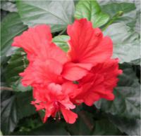 Ibišek čínský (Hibiscus rosa sinensic)