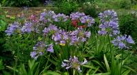 Kalokvět (Agapanthus)